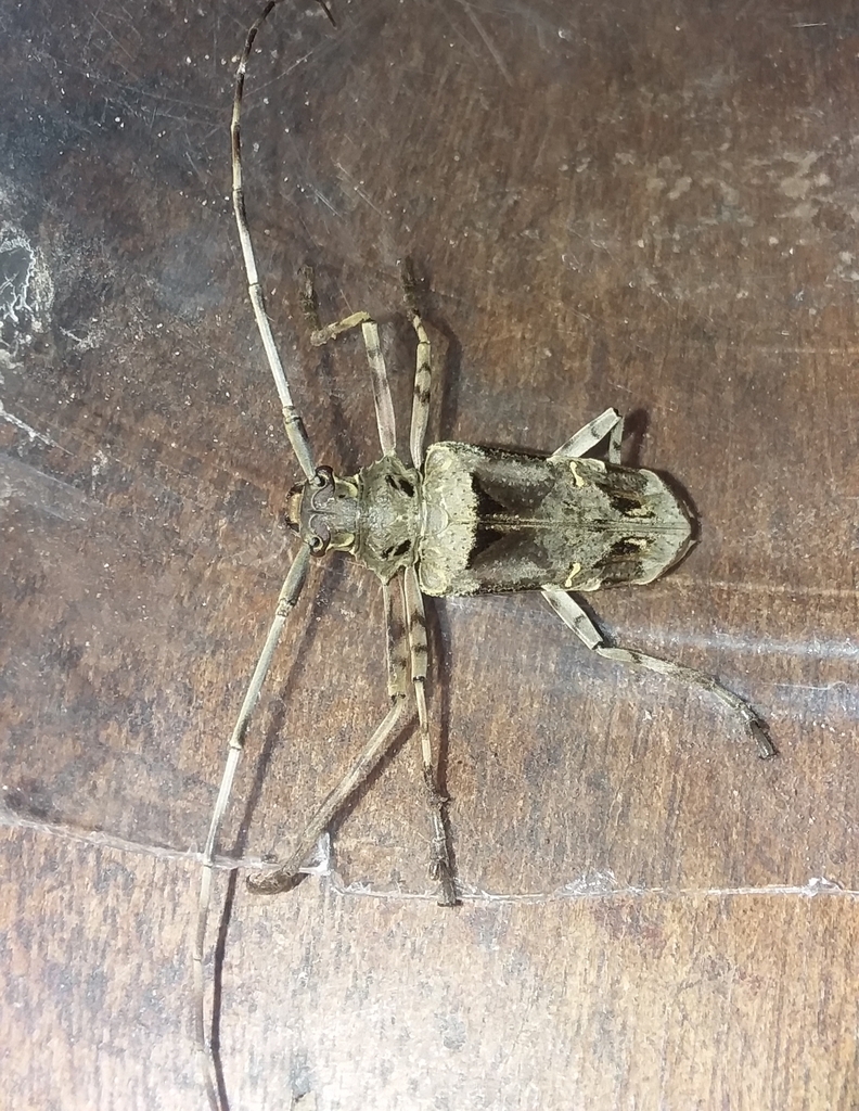 Macropophora lacordairei