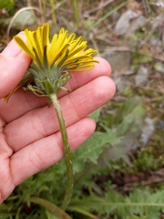 Taraxacum ceratophorum