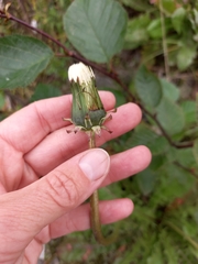 Taraxacum ceratophorum