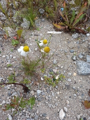 Tripleurospermum subpolare