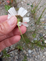 Tripleurospermum subpolare