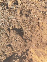 Sceloporus occidentalis