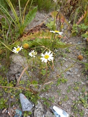 Tripleurospermum