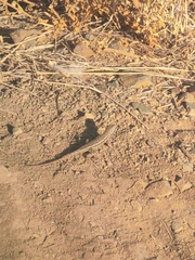 Sceloporus occidentalis