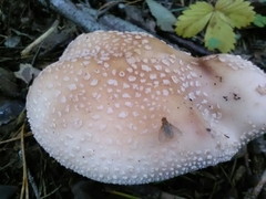 Amanita rubescens