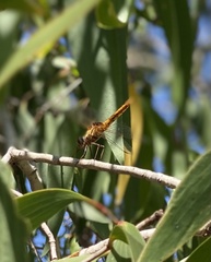 Aethriamanta circumsignata