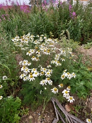Tripleurospermum hookeri