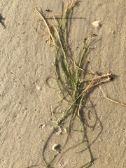 Halodule wrightii