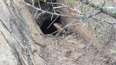 Broadleysaurus major