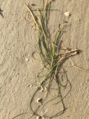 Halodule wrightii