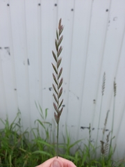 Elymus repens