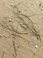 Halodule wrightii