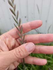 Elymus repens
