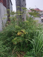 Heracleum sphondylium sibiricum