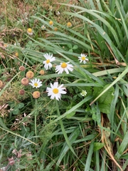 Tripleurospermum inodorum