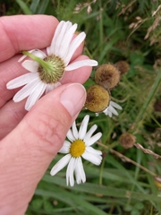 Tripleurospermum inodorum