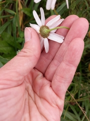 Tripleurospermum inodorum