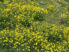 Potentilla grandiflora