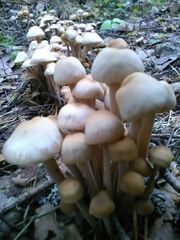 Fungi