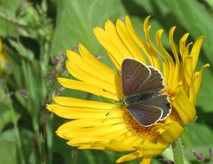 Lycaena tityrus subalpina