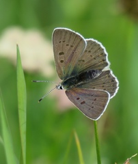Lycaena tityrus subalpina