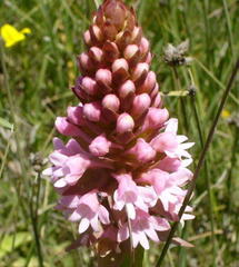 Satyrium hallackii