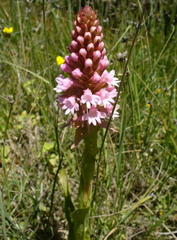 Satyrium hallackii