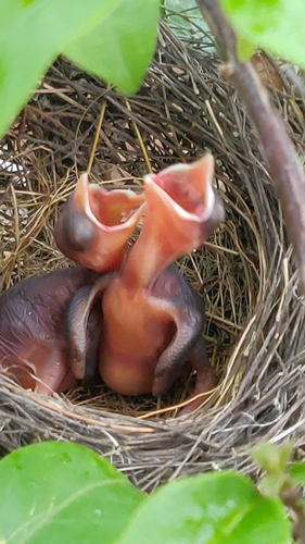 Red-vented Bulbul (Pycnonotus cafer), photo 9