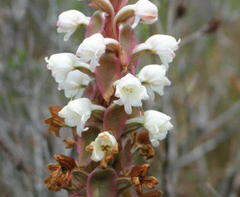 Satyrium acuminatum