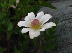 Anemonoides baldensis