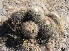 Mammillaria wagneriana