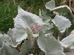 Adenostyles leucophylla