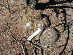 Mammillaria wagneriana