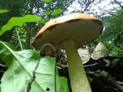 Leccinum
