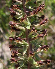 Satyrium parviflorum