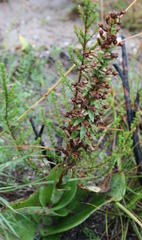 Satyrium parviflorum