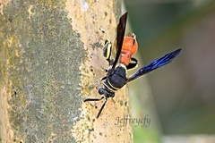 Leucospis petiolata