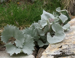 Adenostyles leucophylla