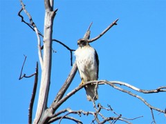 Buteo jamaicensis