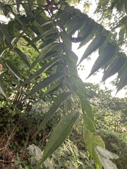 Juglans ailantifolia
