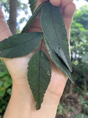 Juglans ailantifolia