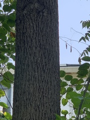 Juglans ailantifolia