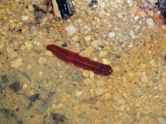 Limnostylochidae