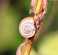 Monacha cartusiana