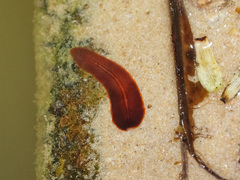Limnostylochidae