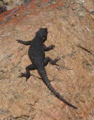 Karusasaurus polyzonus