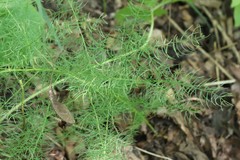 Asparagus schoberioides