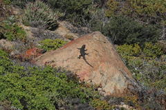 Karusasaurus polyzonus