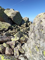 Aculepeira carbonarioides