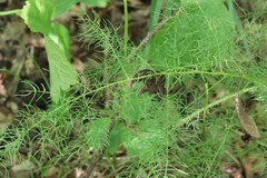 Asparagus schoberioides